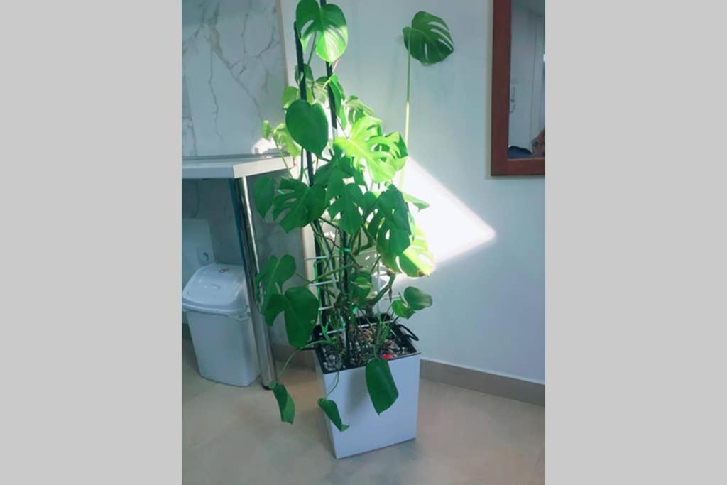 Apartman Santorini نوفي ساد المظهر الخارجي الصورة